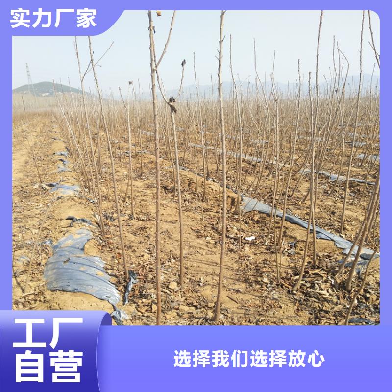 【樱桃】,玛瑙红石榴苗多种场景适用