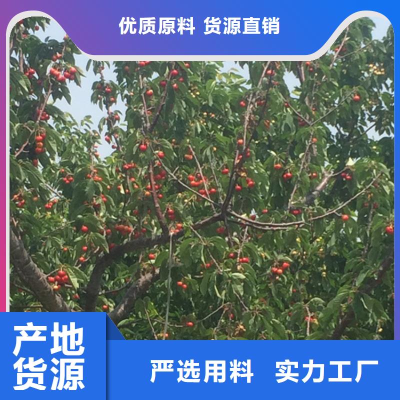樱桃黄瓜苗诚信经营