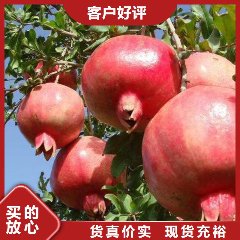 生产厂家石榴_【无花果苗】专注品质