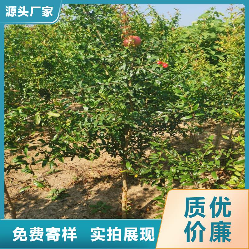 石榴樱桃苗厂家直销直供