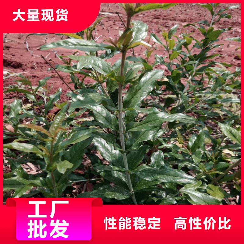 【石榴石榴树苗工程施工案例】