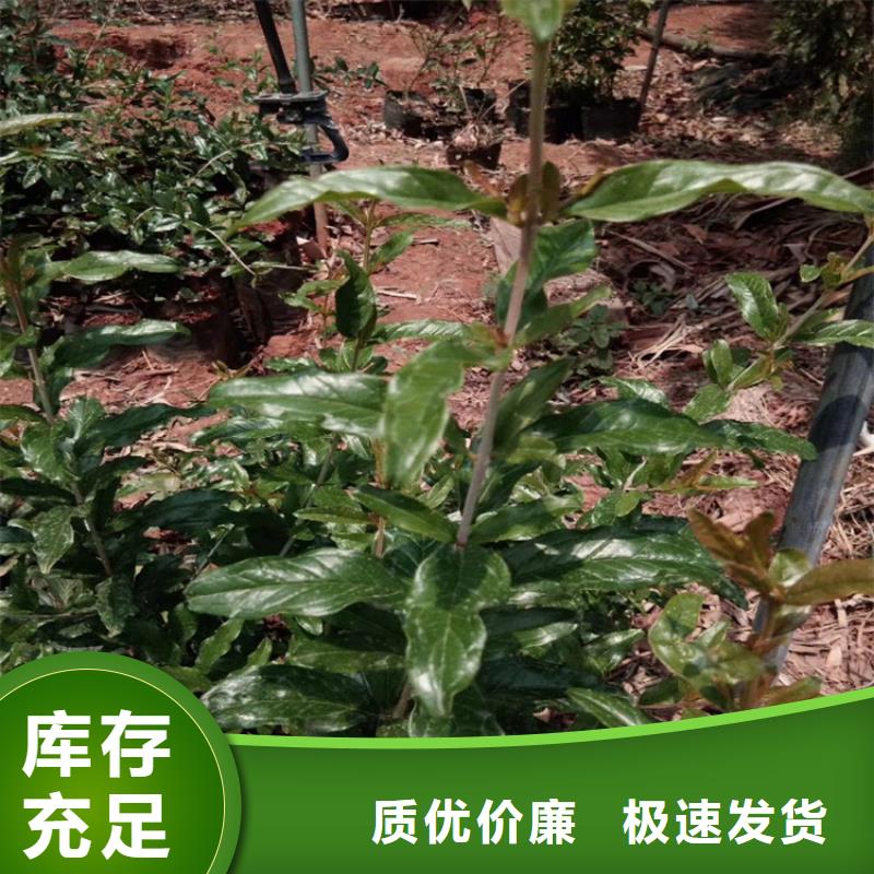 樱桃苗轩园【 石榴,樱桃苗使用方法】