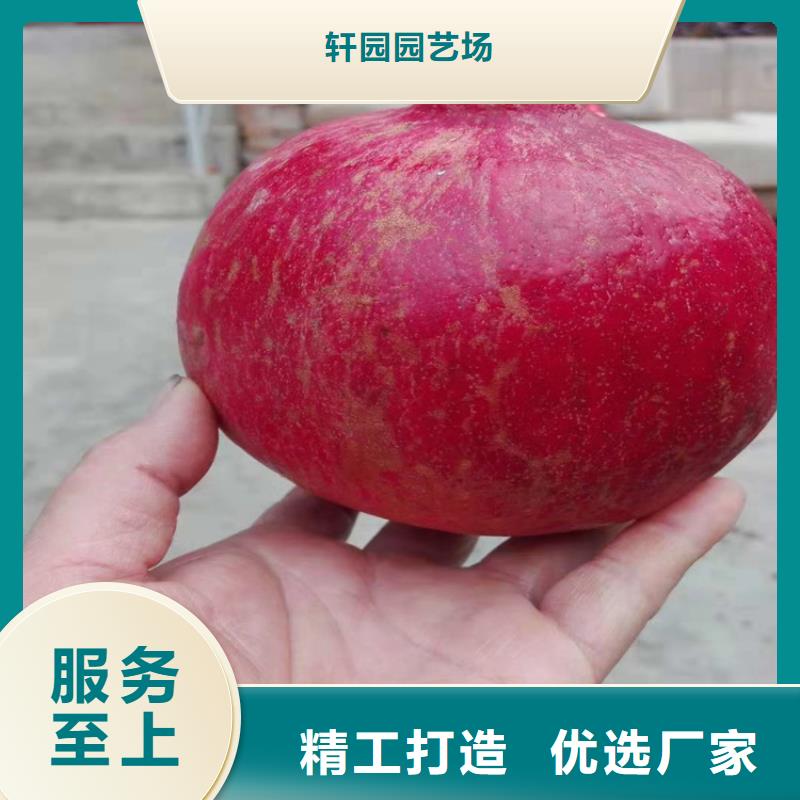 石榴樱桃苗厂家直销直供
