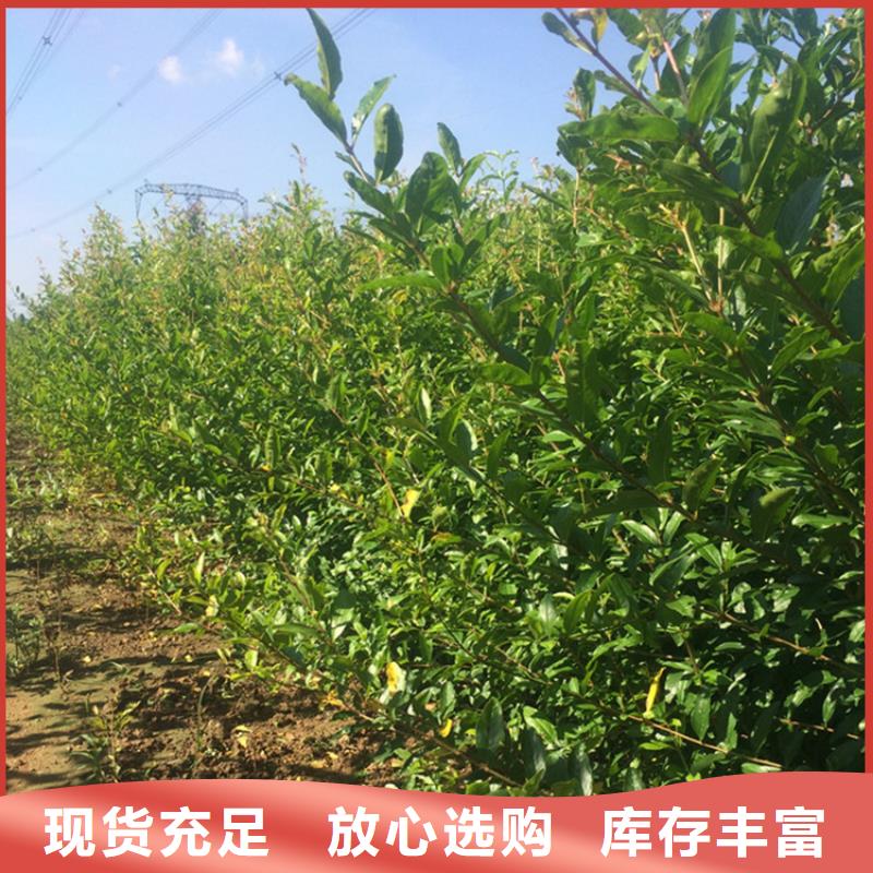 石榴无花果苗加工定制