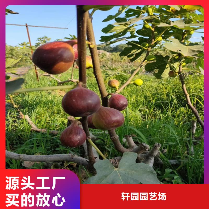 无花果樱桃苗定金锁价