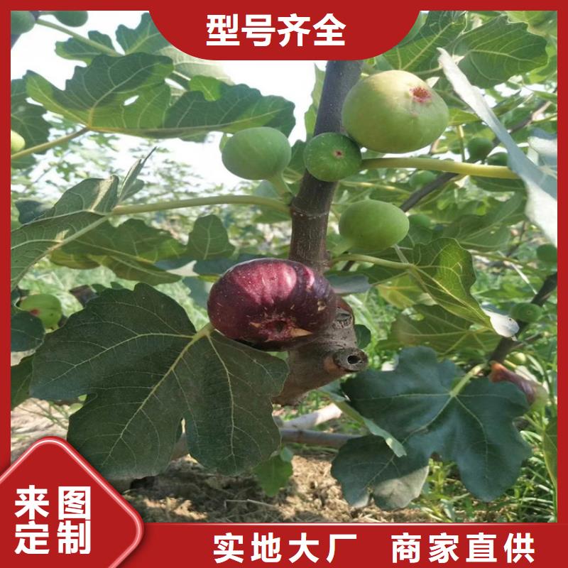 无花果_无花果苗48小时发货