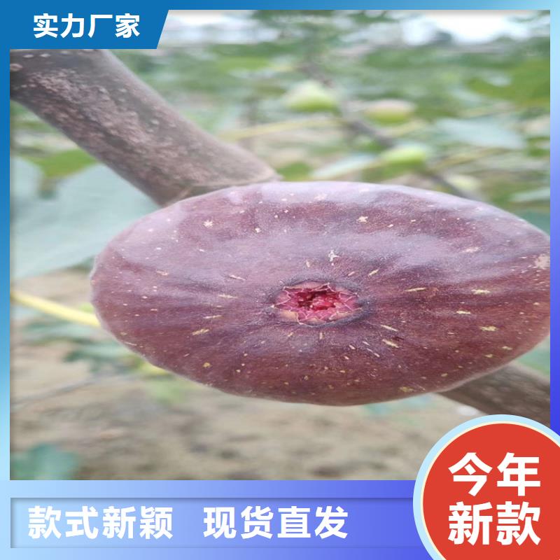轩园樱桃苗【 无花果 蓝莓苗制造生产销售】云推易
