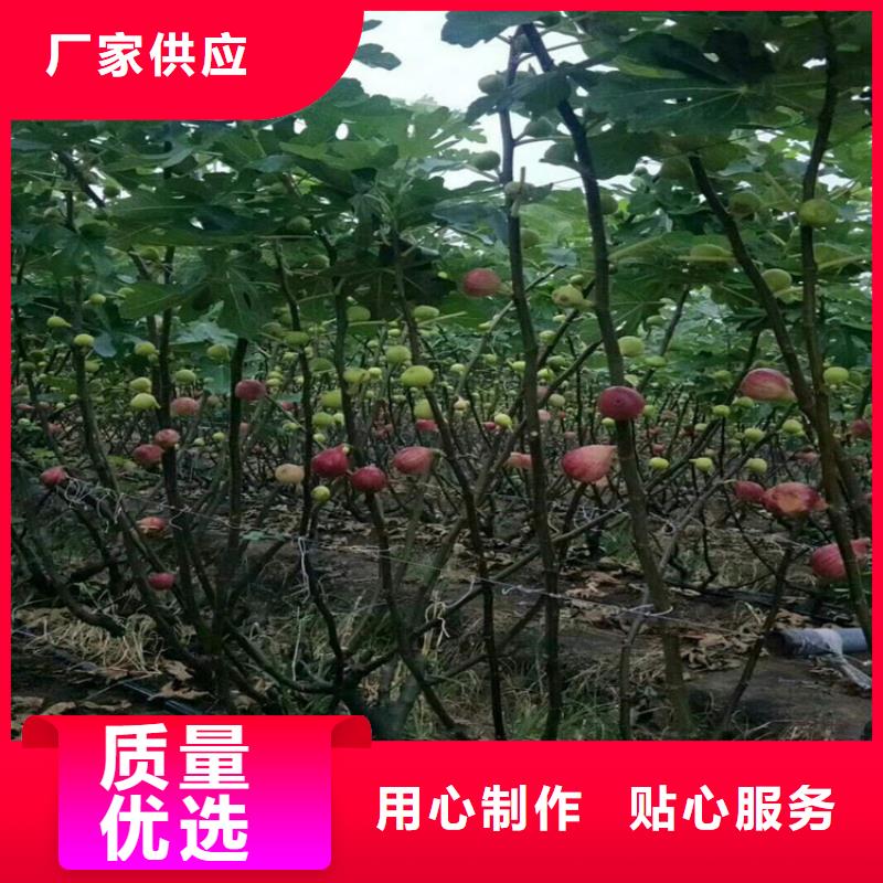 无花果-葡萄苗优良材质