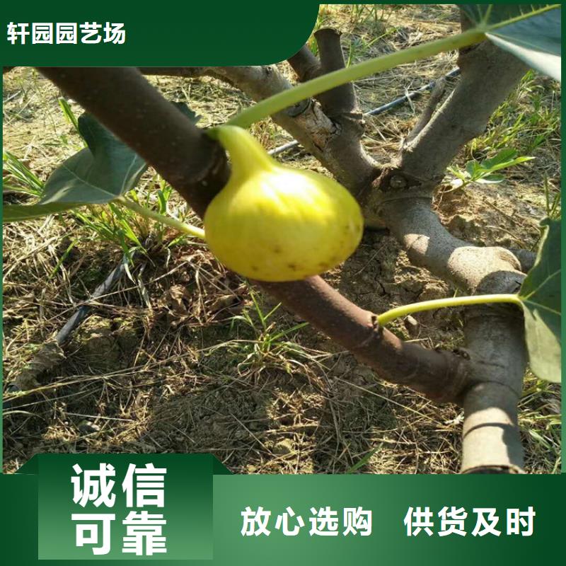 无花果苹果苗工厂现货供应