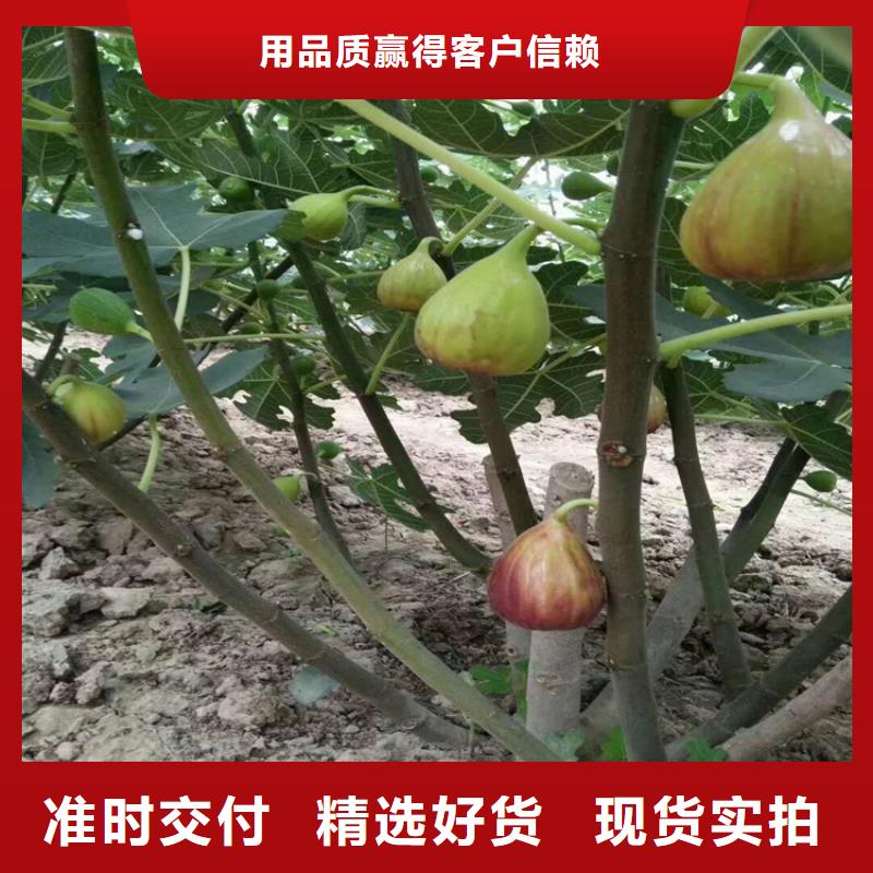 【无花果】,樱桃苗做工精细