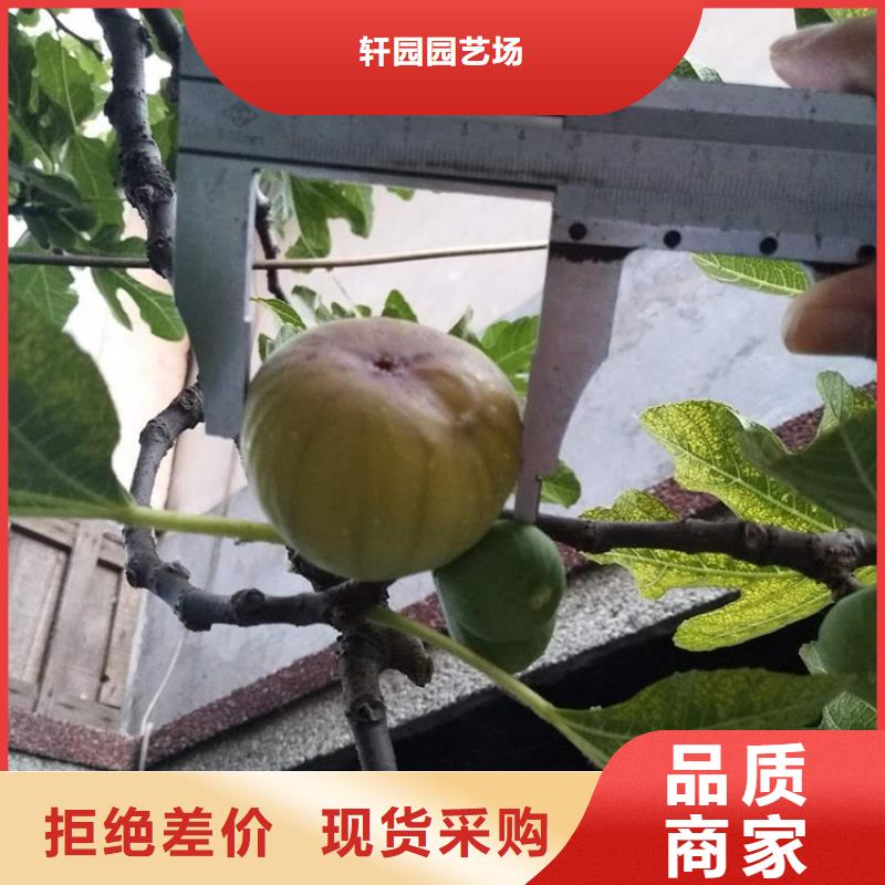 无花果樱桃苗定金锁价