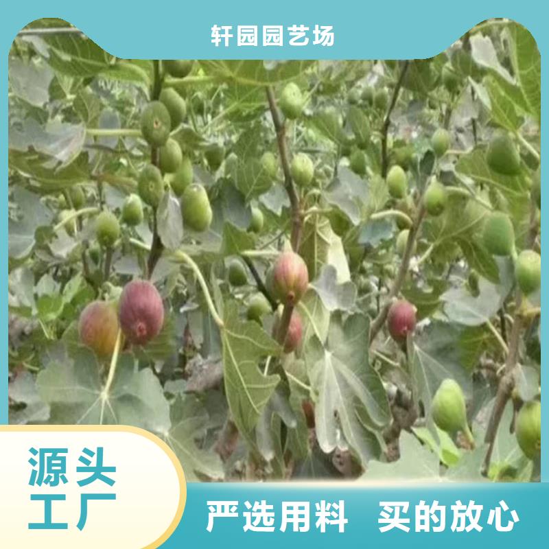 无花果樱桃苗质量安全可靠