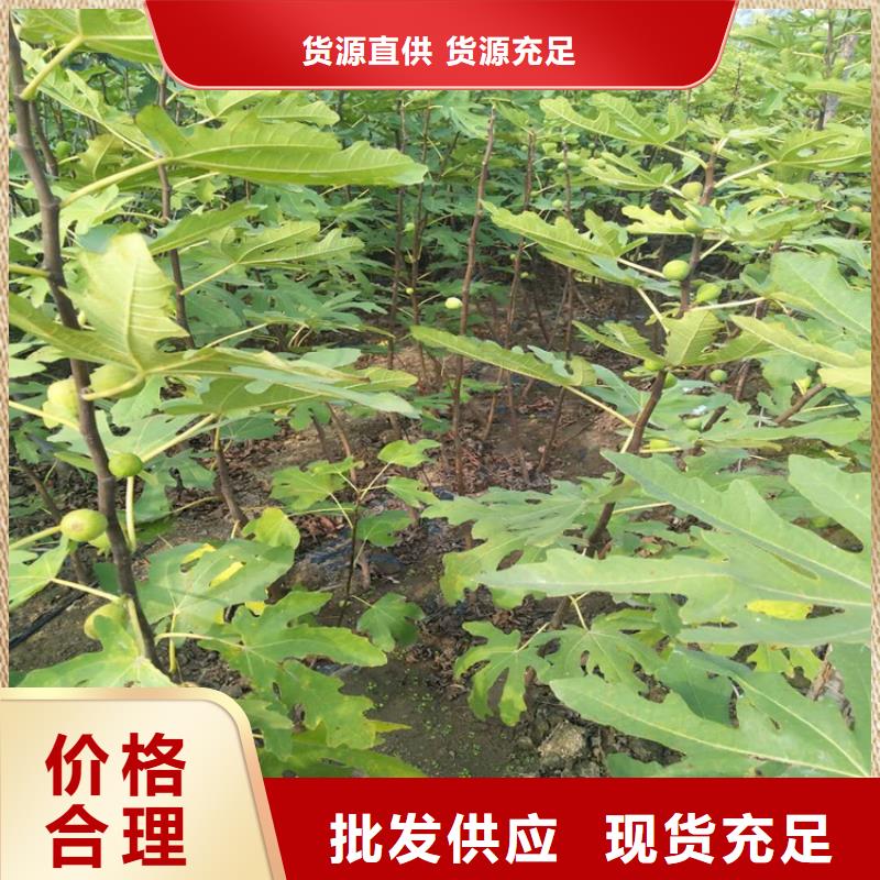 无花果,苹果苗现货直供