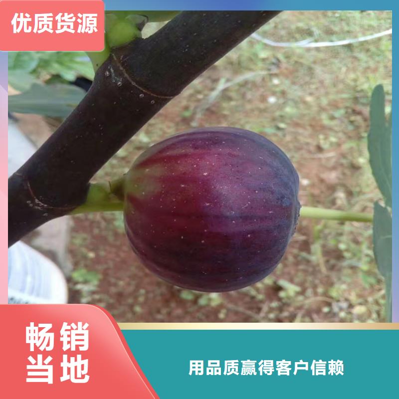 无花果苹果苗现货充足