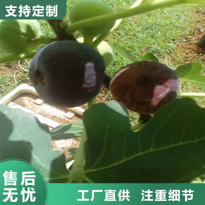 无花果樱桃苗诚信可靠