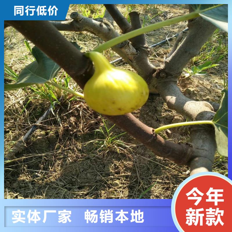 轩园樱桃苗【 无花果 蓝莓苗制造生产销售】云推易