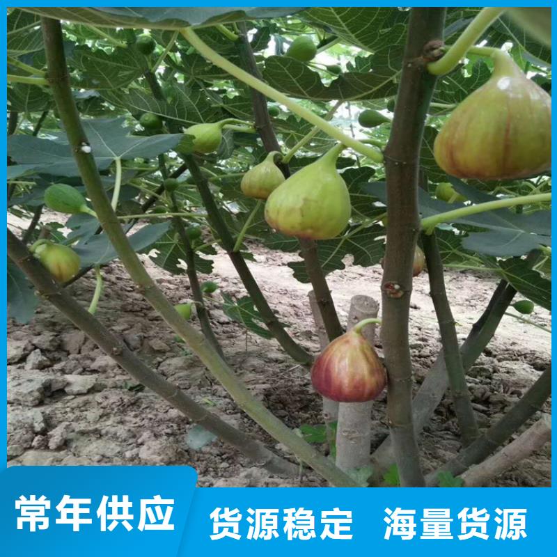 【无花果】,樱桃苗做工精细