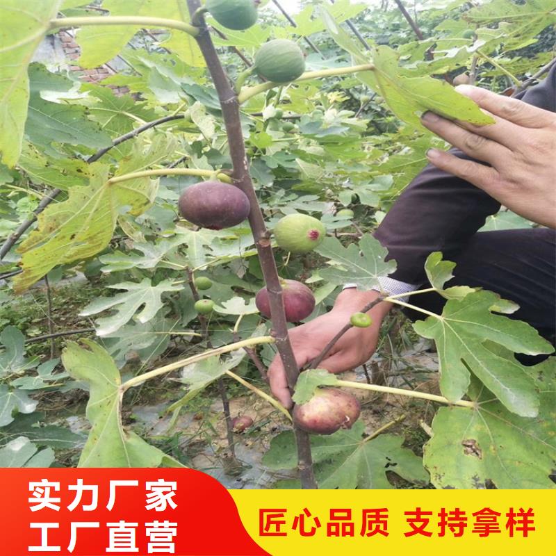 【无花果嘎啦苹果库存齐全厂家直供】