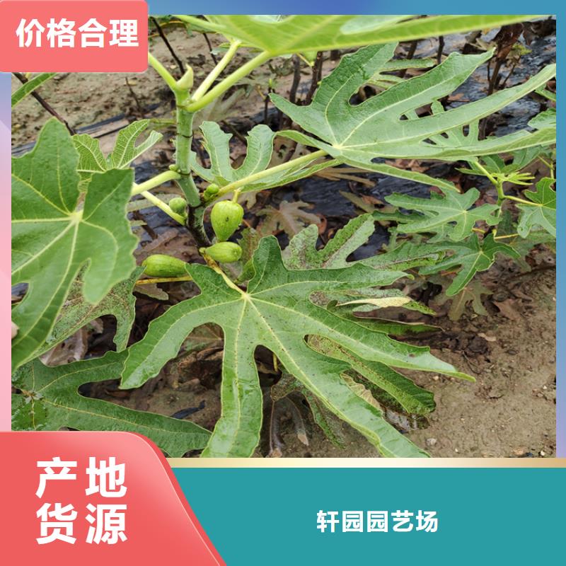 无花果,樱桃苗好产品不怕比