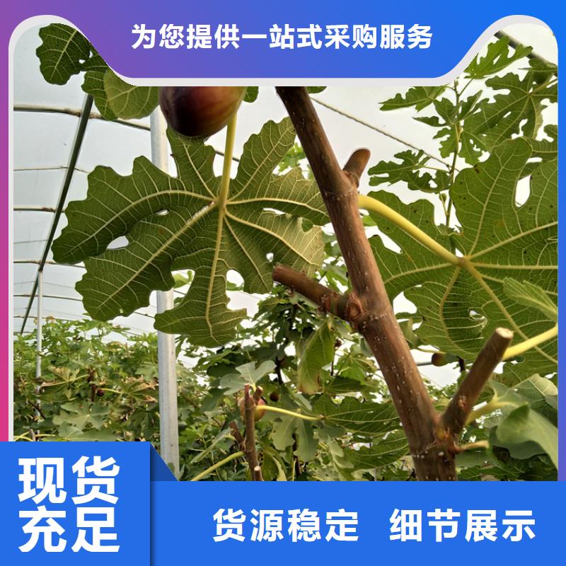 无花果樱桃苗批发供应