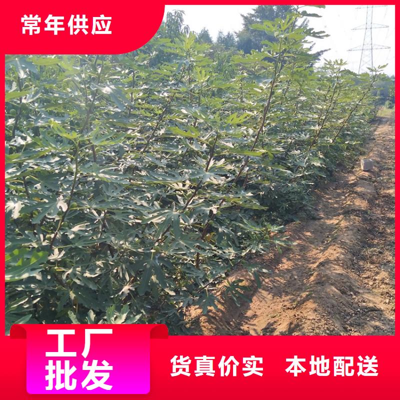 轩园樱桃苗【 无花果 蓝莓苗制造生产销售】云推易