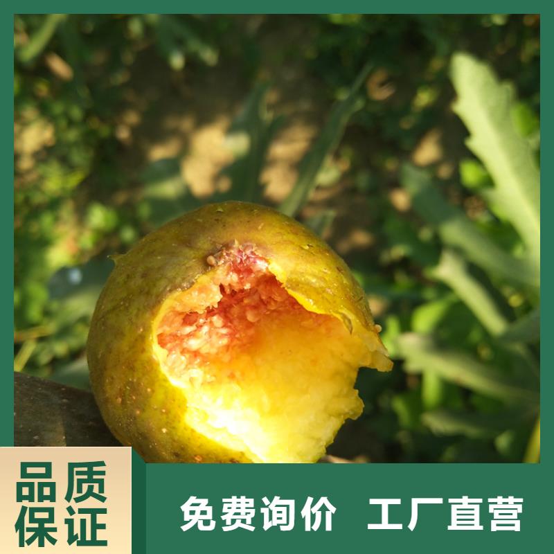 无花果,石榴树厂家品控严格