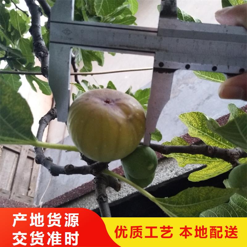 无花果_【樱桃苗】您身边的厂家