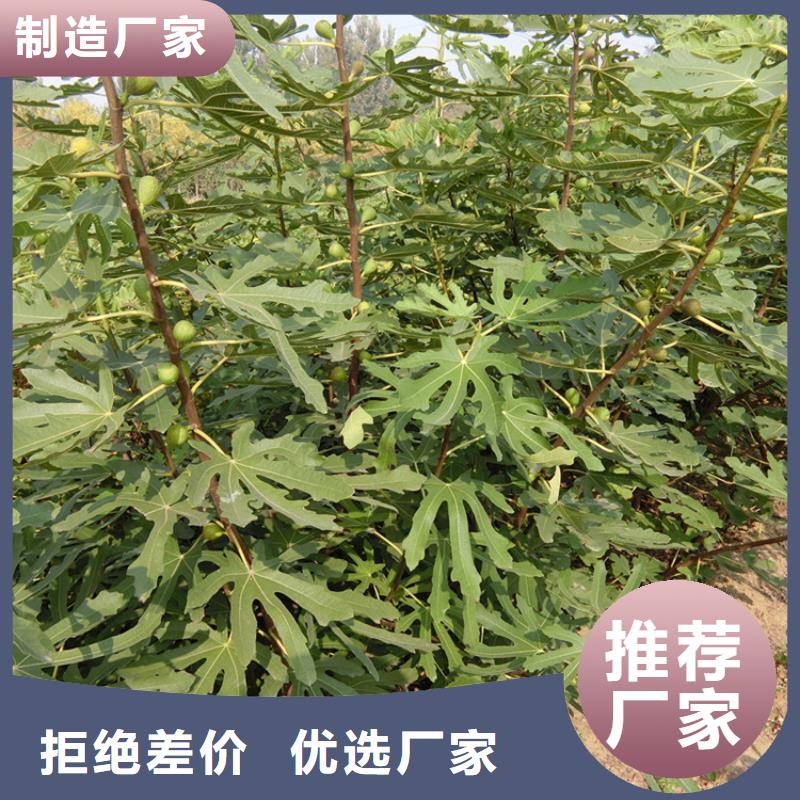 无花果苹果苗来图定制