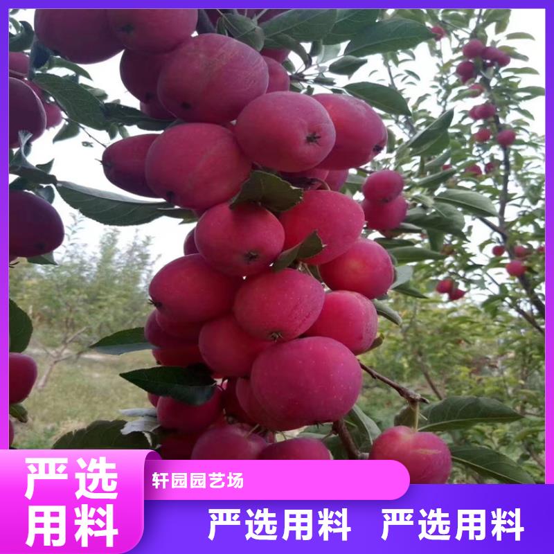 【苹果】草莓苗匠心制造