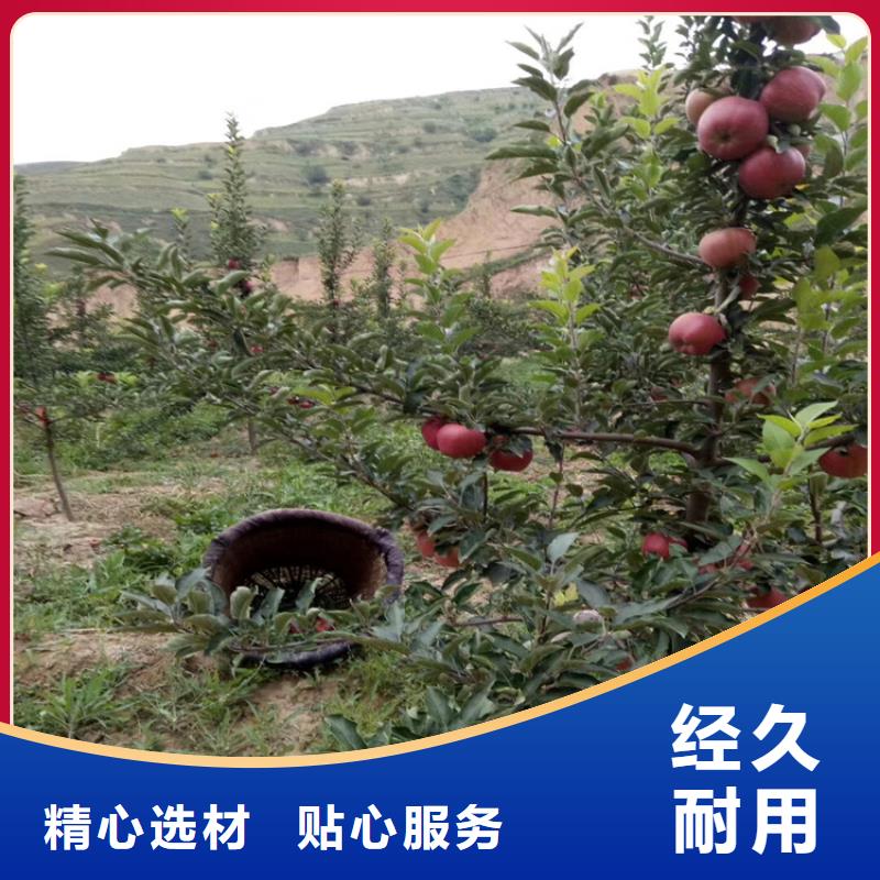 苹果樱桃苗专业生产团队