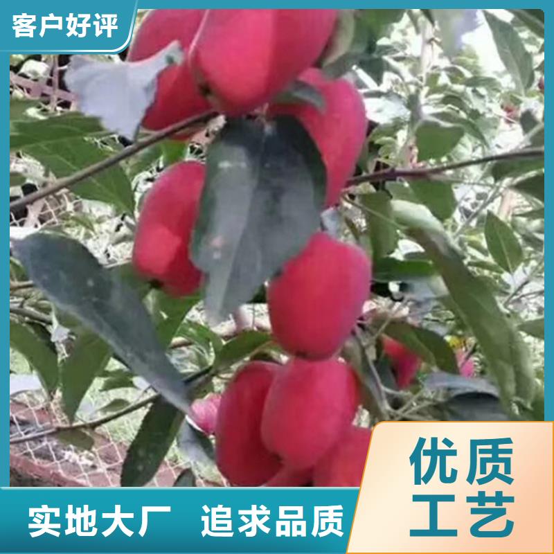 苹果_苹果苗厂家案例