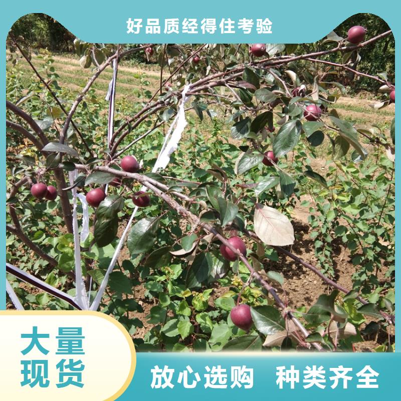 【苹果石榴树一件也发货】