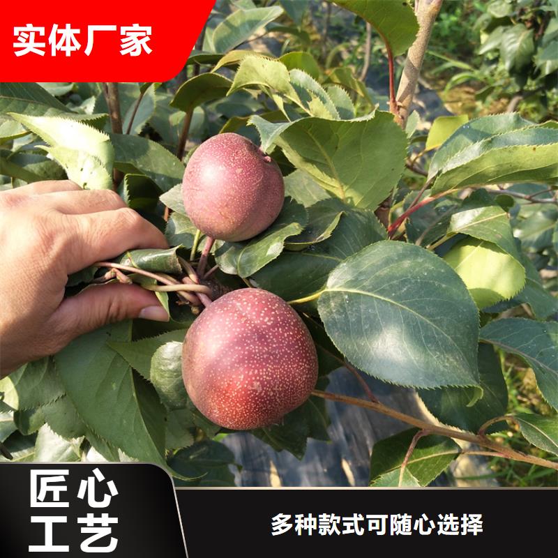 【梨树】 樱桃苗精益求精-轩园园艺场(海北市分公司)