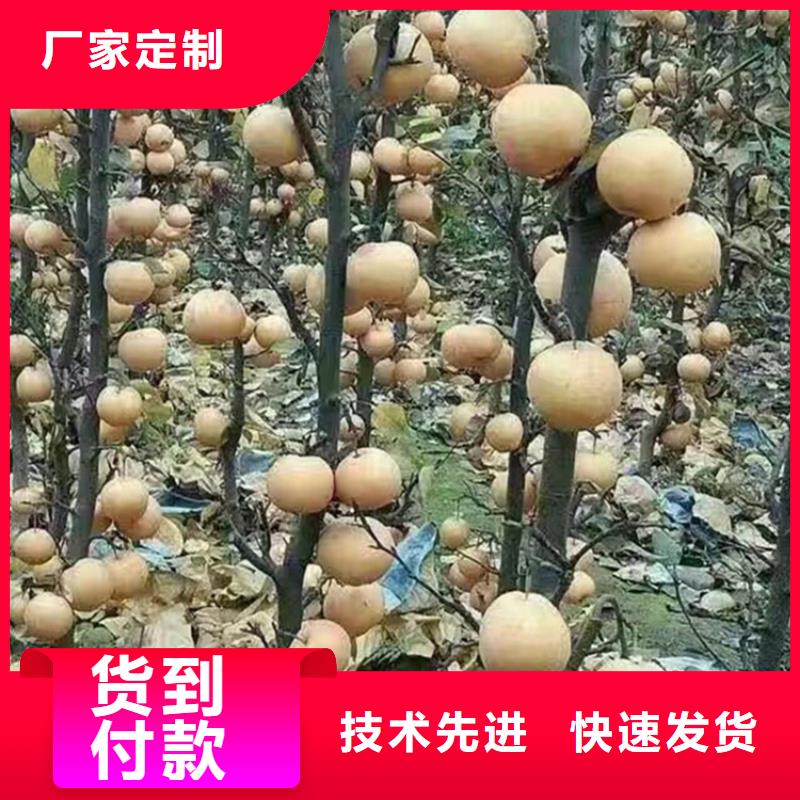 【梨树】黄瓜苗生产加工