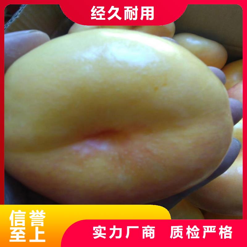 【桃】,西瓜番石榴苗来图加工定制