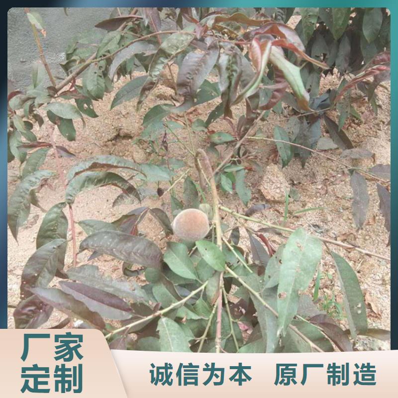 桃樱桃苗质检合格出厂