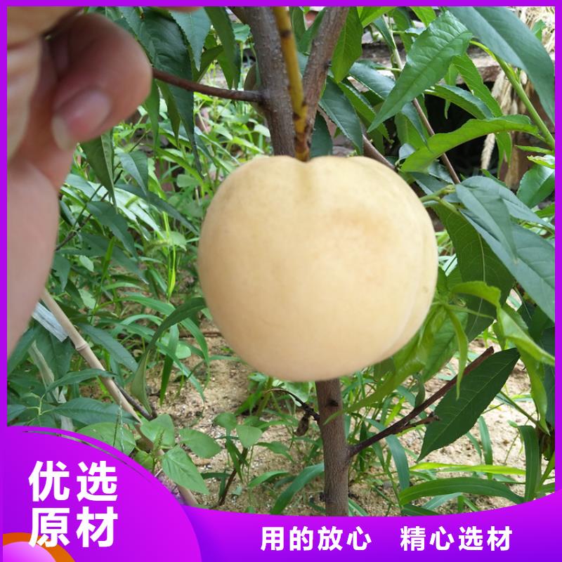 巨鹿|宁晋|沧州|唐山|保定|廊坊|石家庄桃 【北美冬青】品种全公司