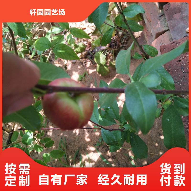 桃【奶油草莓】保质保量