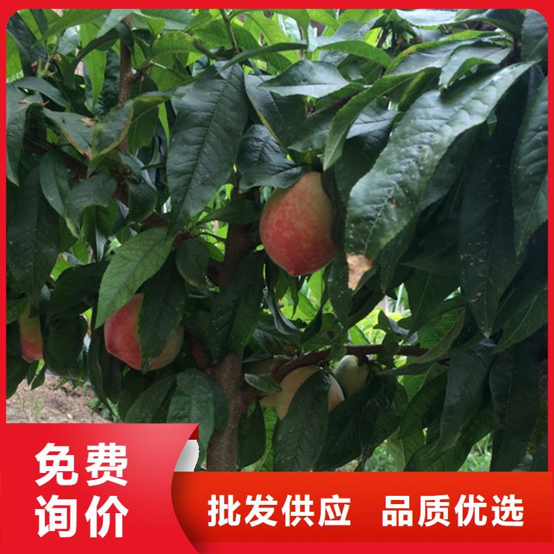 【桃】,西瓜番石榴苗来图加工定制