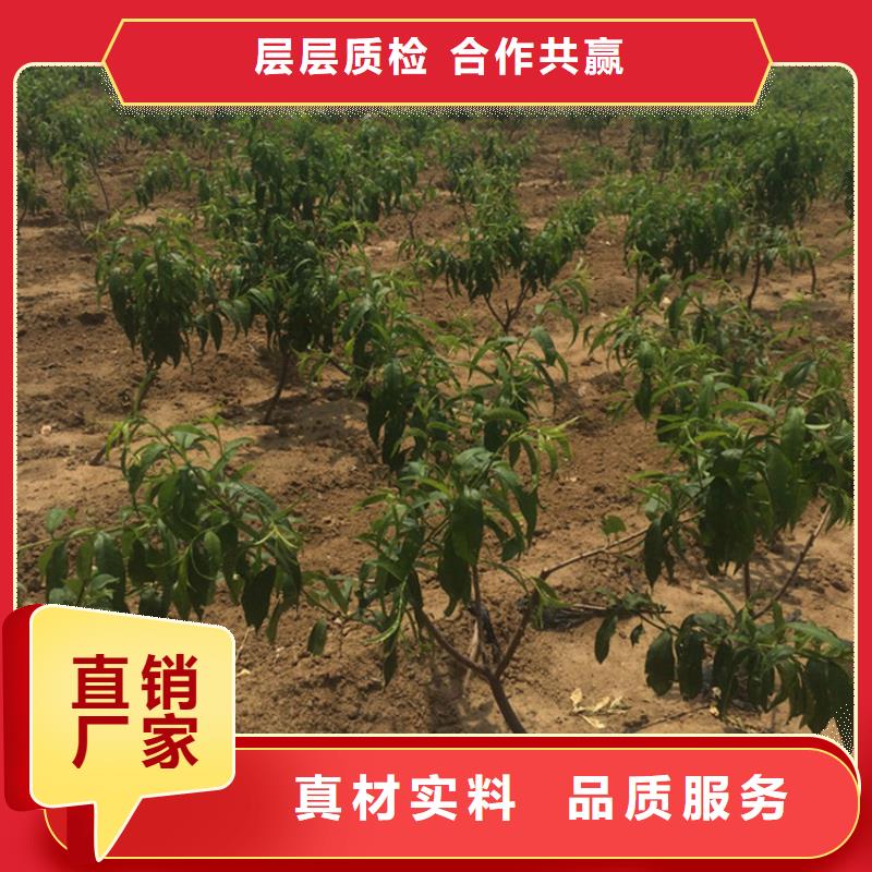 【 桃,石榴树来图来样定制】-轩园园艺场(长沙市分公司)