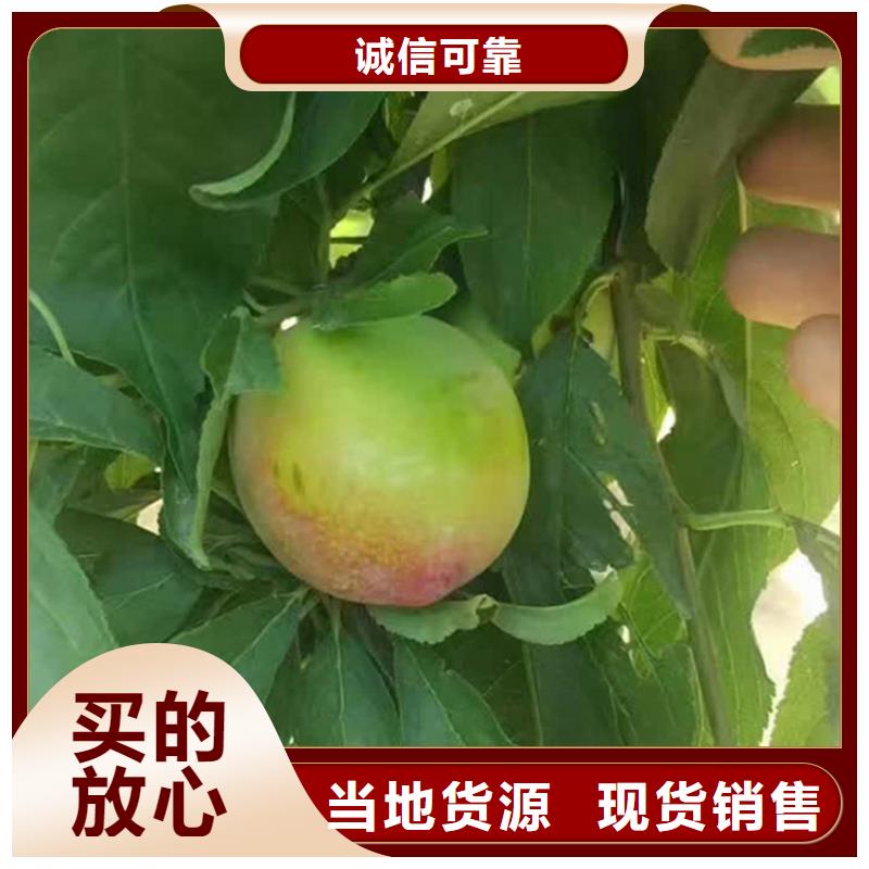 李子苹果苗高性价比