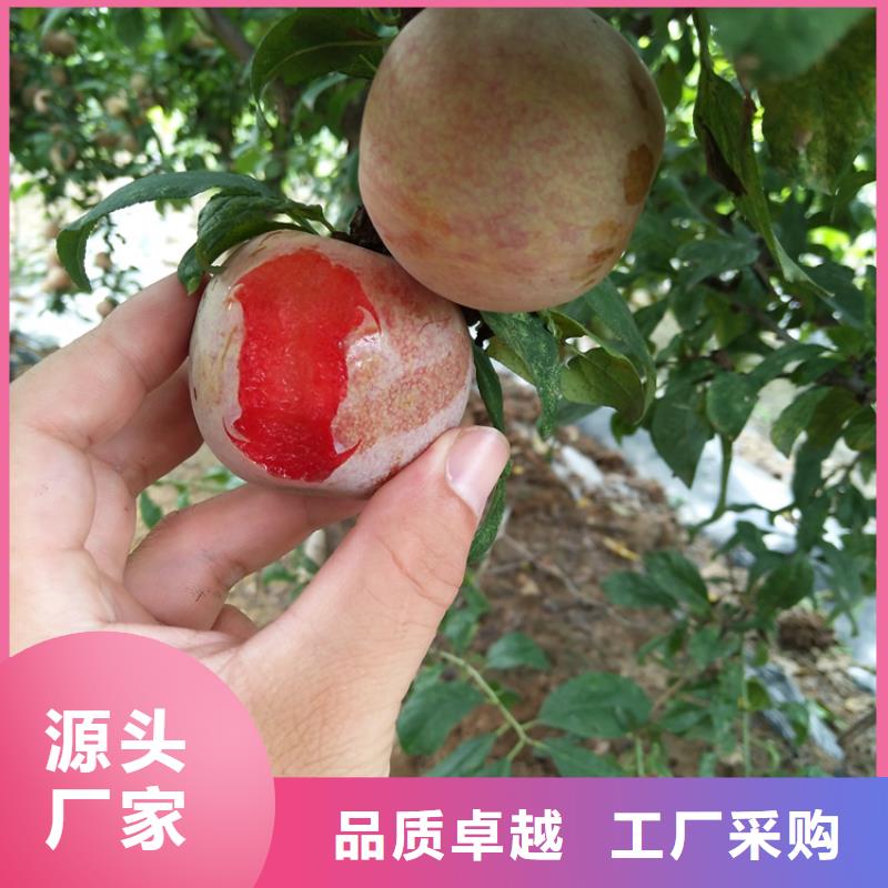 【李子】 桃树苗免费获取报价|建瓯|蒲城|宁德|三明|厦门|莆田|泉州|龙岩|福州sxxgc.com