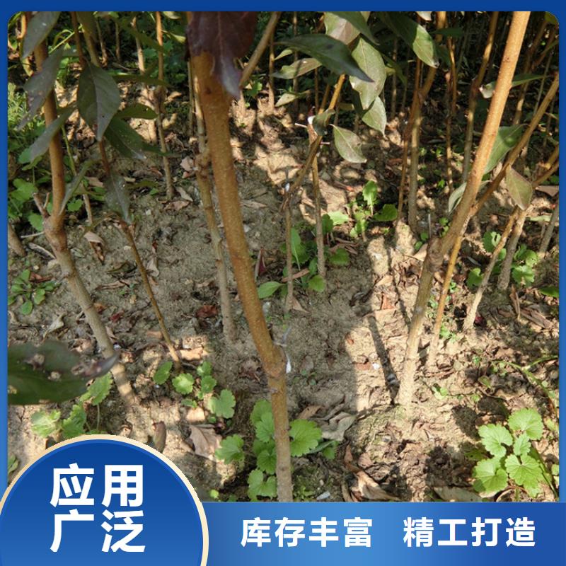 李子樱桃苗注重细节