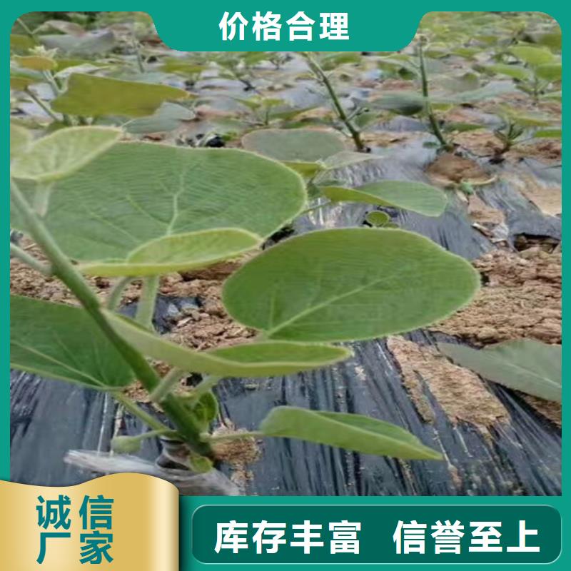 猕猴桃-嘎啦苹果满足客户需求