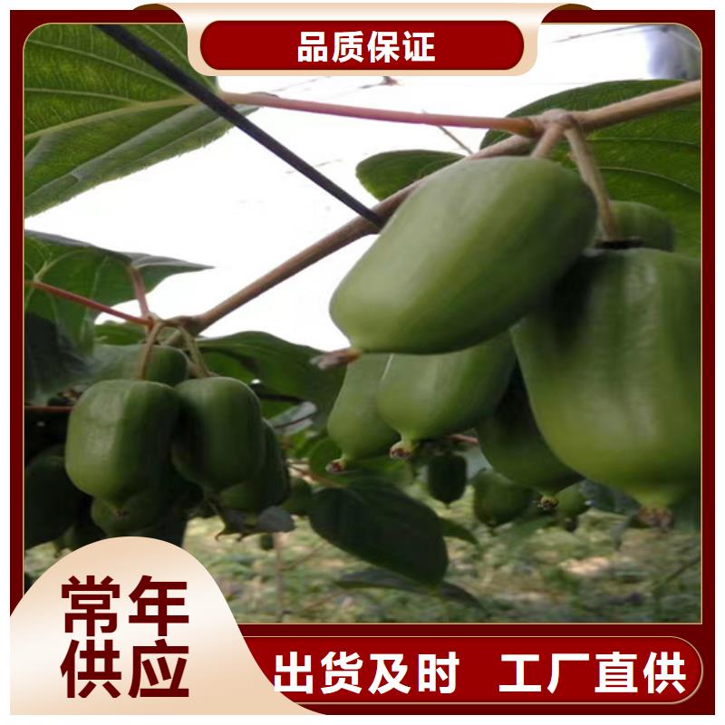 猕猴桃 【苹果苗】信誉至上|崇川|如皋|泰州|南京|连云港|苏州sxxgc.com