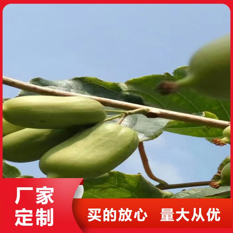 猕猴桃 【苹果苗】信誉至上|崇川|如皋|泰州|南京|连云港|苏州sxxgc.com