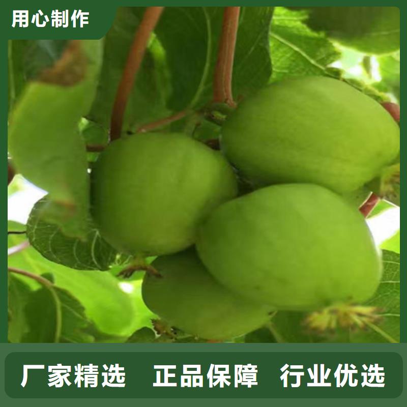 猕猴桃石榴树一站式采购商