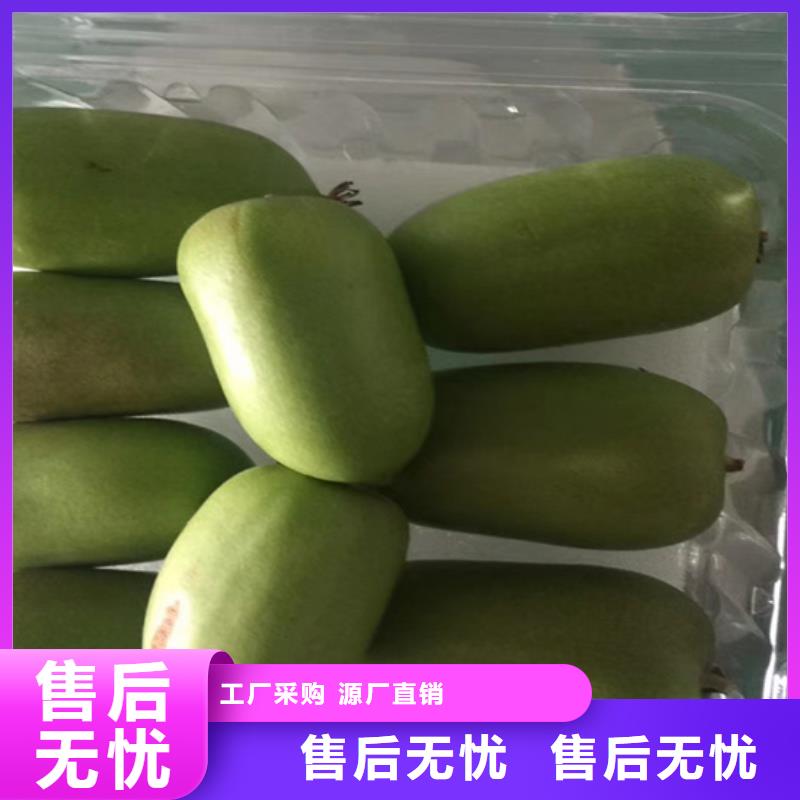 可放心采购 猕猴桃 【板栗苗】注重细节-轩园园艺场