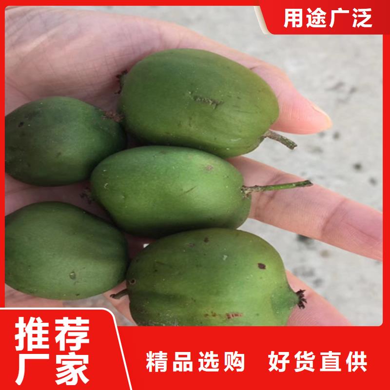 猕猴桃 【苹果苗】信誉至上|崇川|如皋|泰州|南京|连云港|苏州sxxgc.com