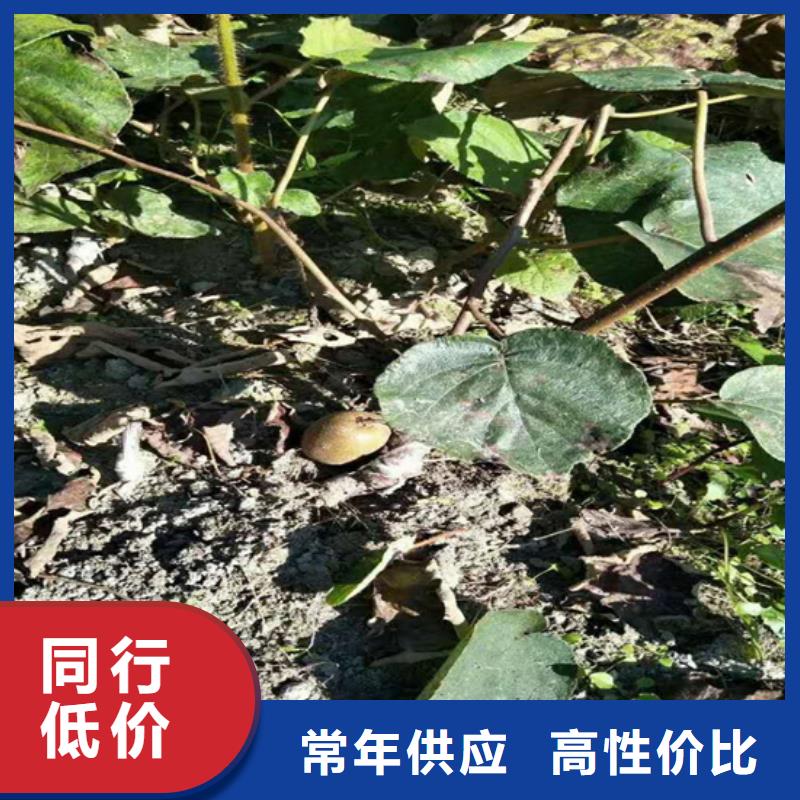 樱桃苗轩园猕猴桃 【板栗苗】注重细节
